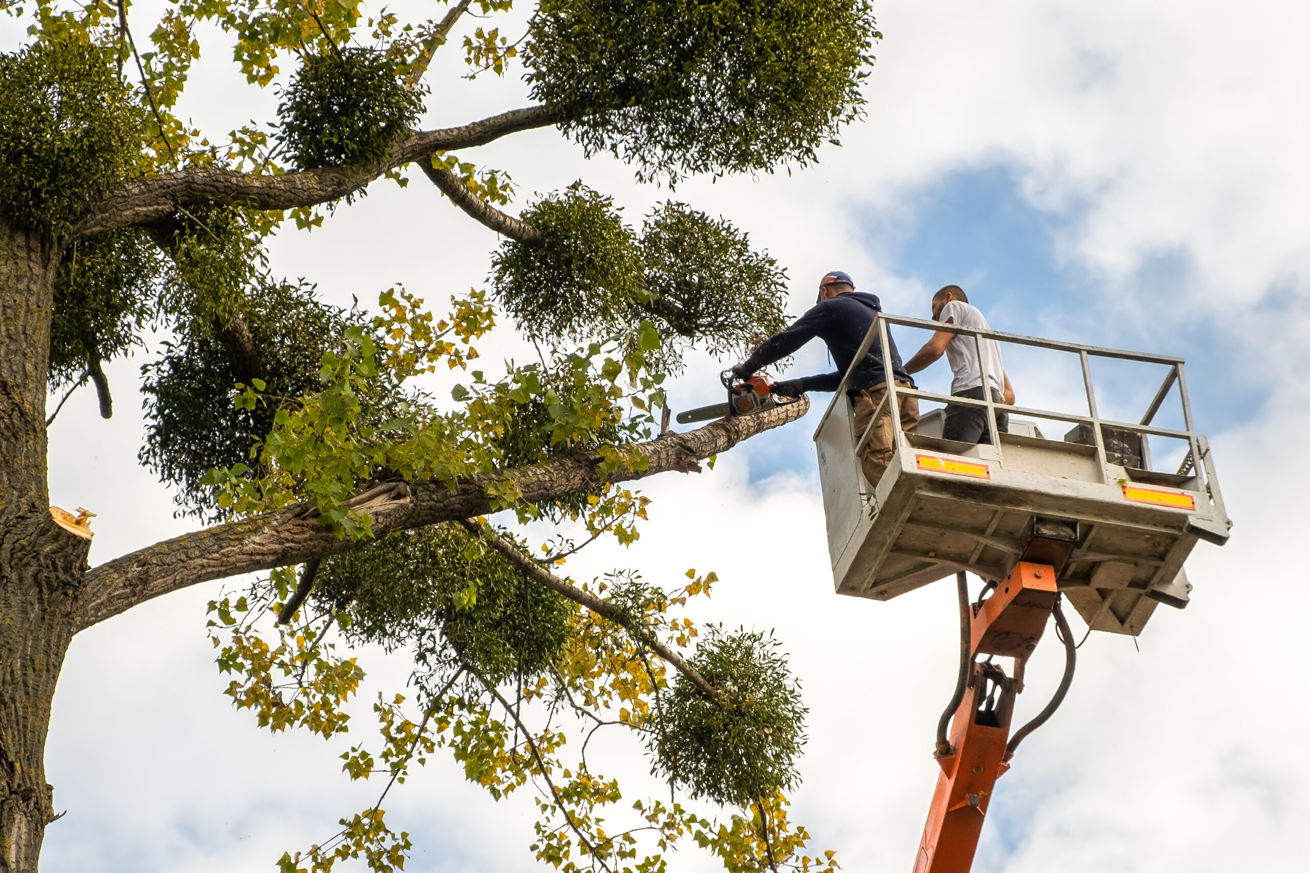 Tree Maintenance in Austin, TX: Preventing Falling Limbs