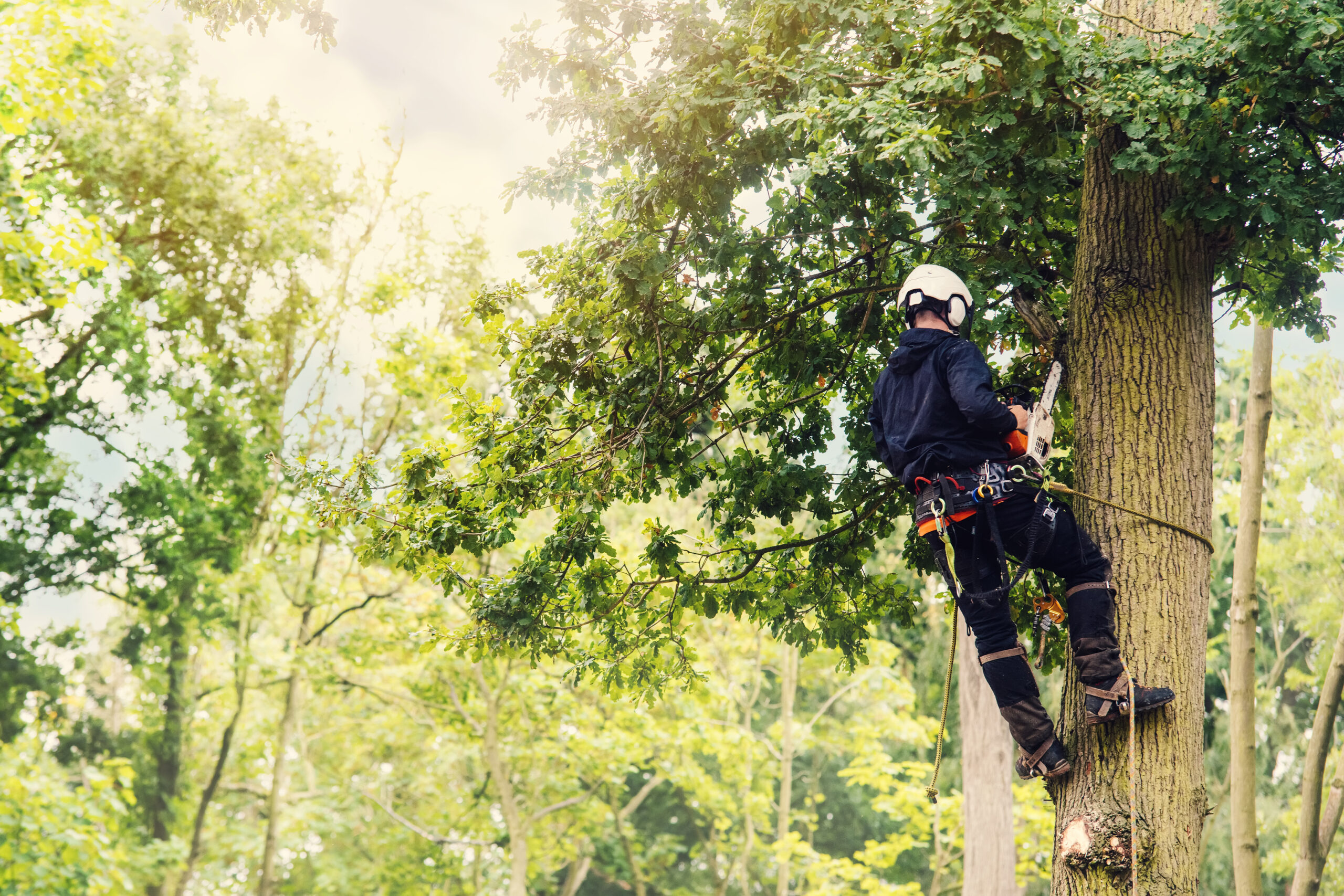 Tree Service in Round Rock and Austin Debunks Tree Removal Myths