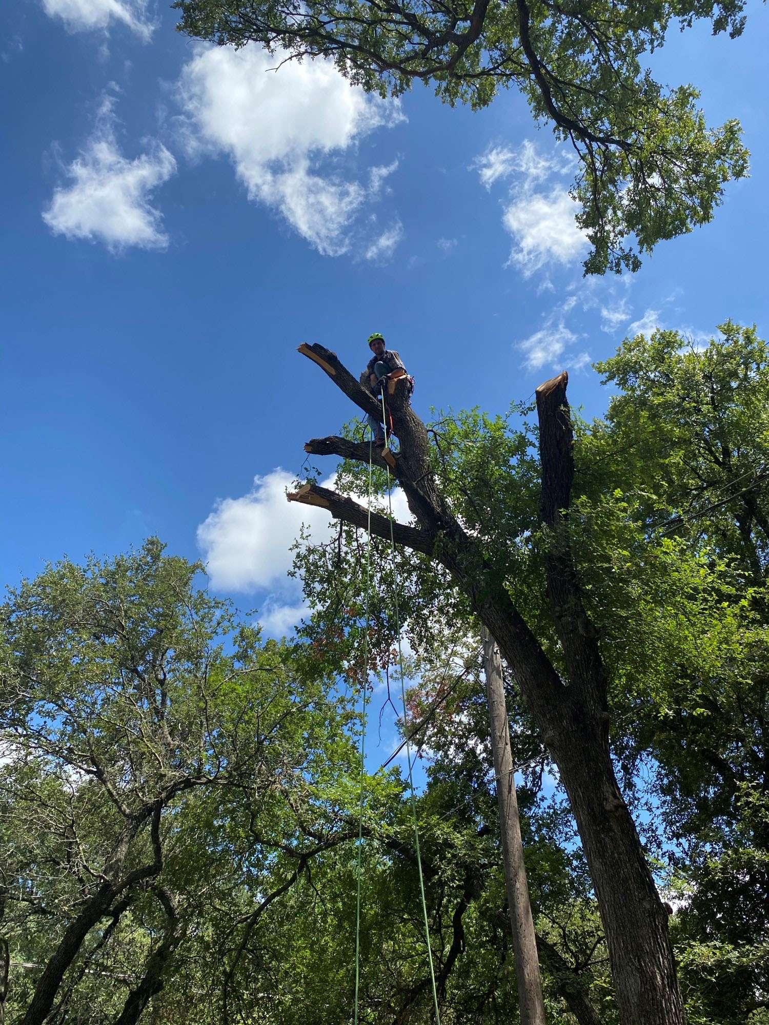 Tree Services and Tree Pruning in Round Rock and Austin TX