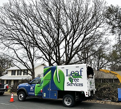 Tree Care Services in Round Rock and Austin to Strengthening Weak Trees
