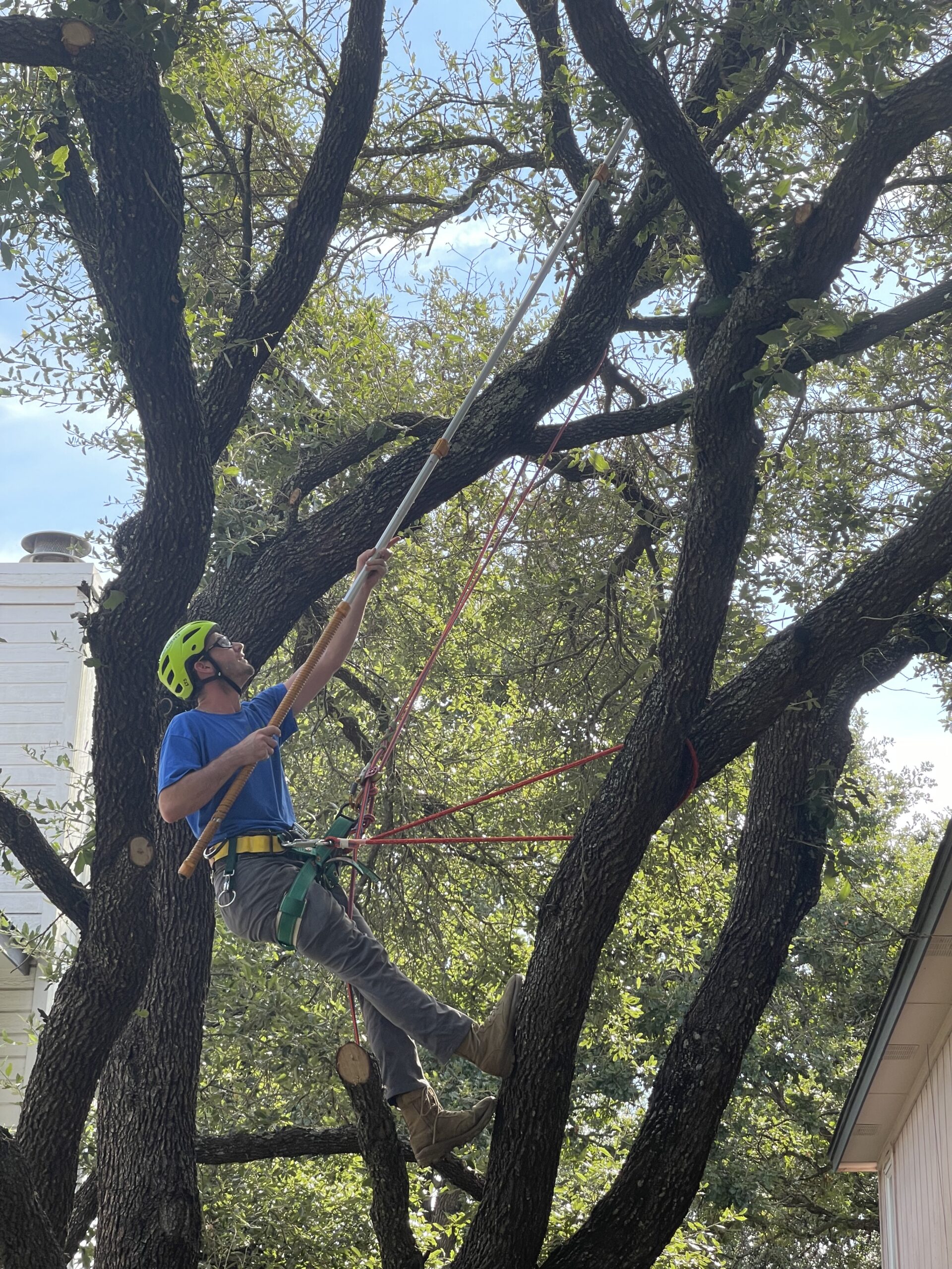 Tree Care Experts in Round Rock and Austin TX: Blooming Solutions