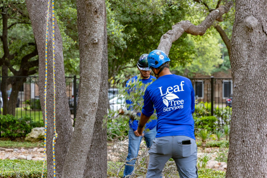 two men in blue shirts and blue helmets holding tree branches under large trees; Tree Services, Tree Trimming