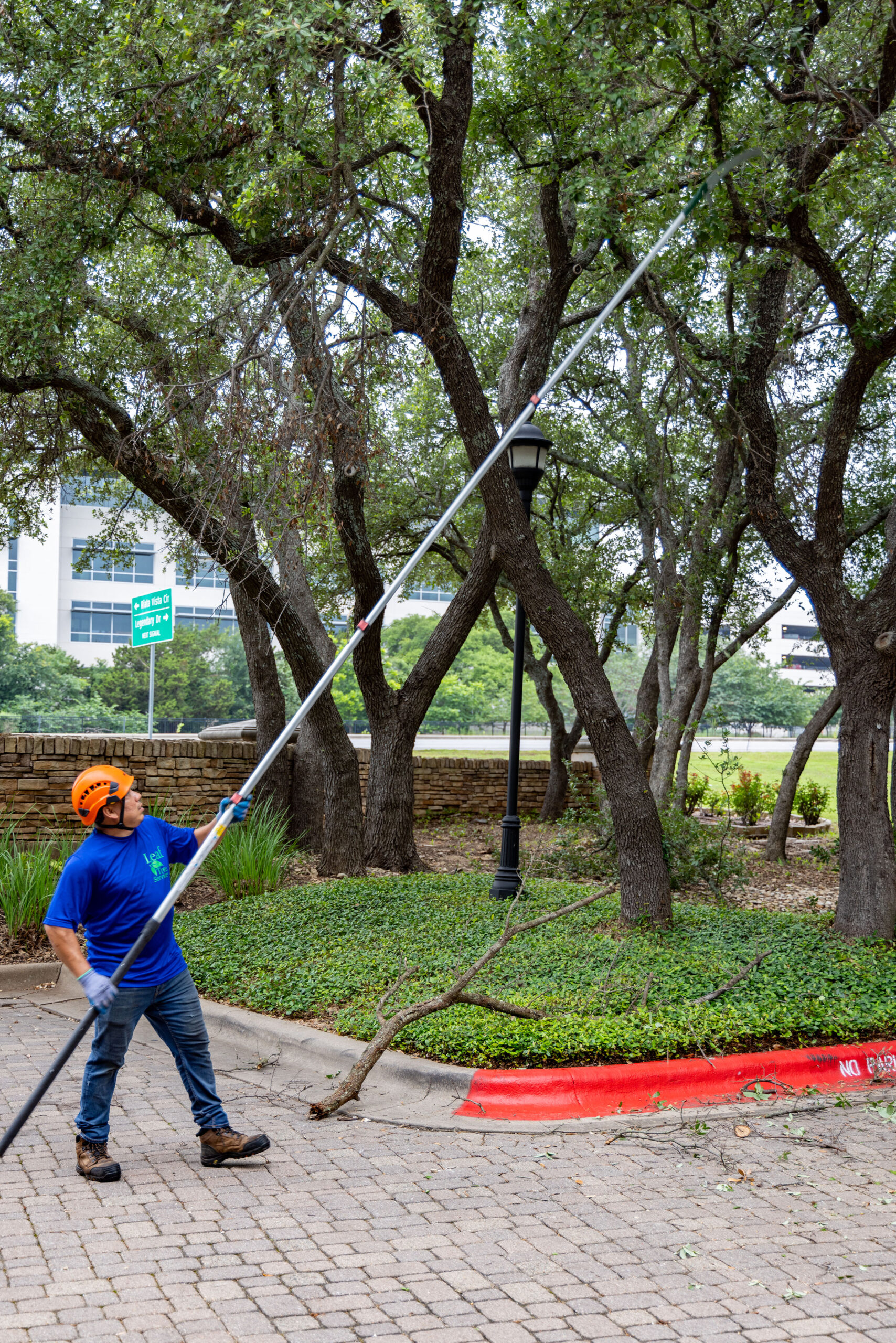 When’s the Right Time to Trim Trees?