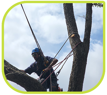 Tree Services for Dormant Trees in Round Rock and Austin TX