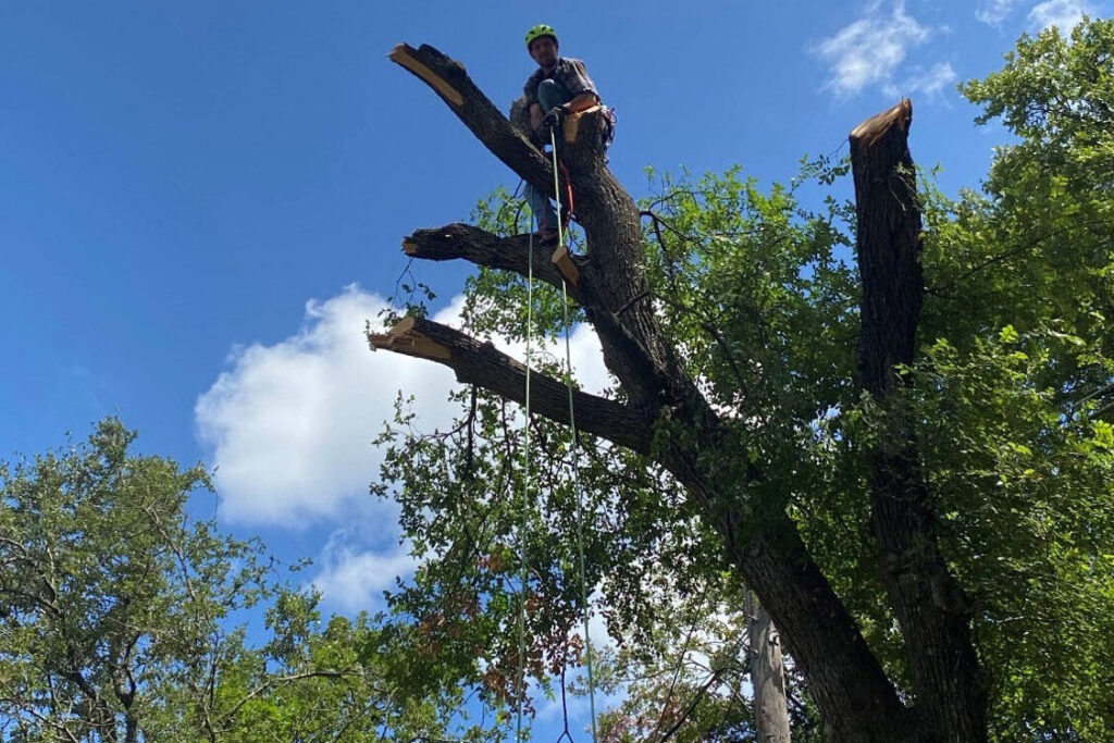 man on the top of a large tree with ropes hanging down holding a chainsaw, tree removal