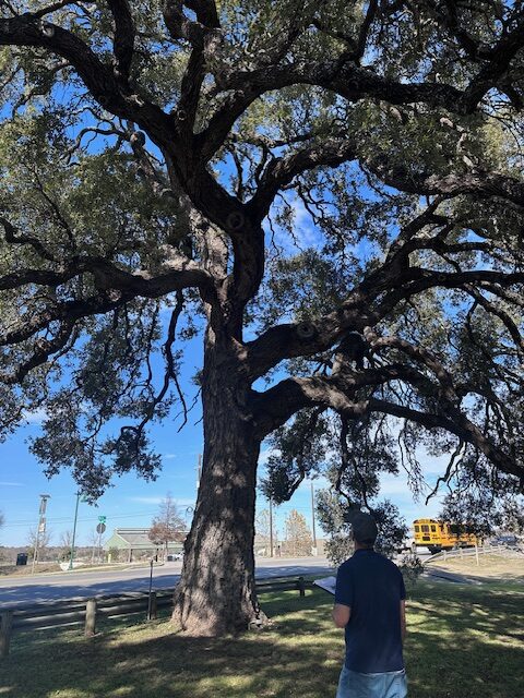 Tree Trimming in Central Texas: What Not to Do & When to Call a Professional