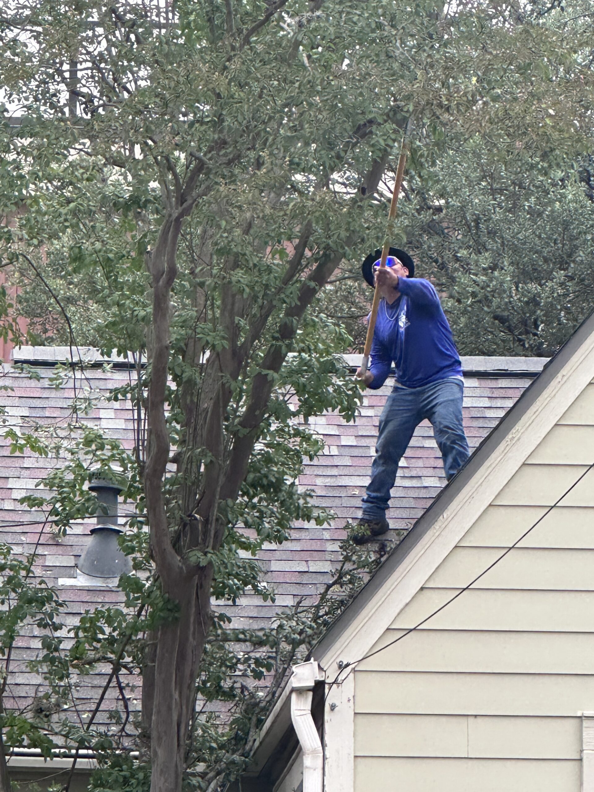 The Real Cost of Ignoring Tree Trimming and Maintenance